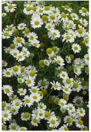 aromatherapy-essential-oils-guide chamomile