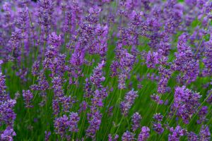 Homemade Soap Recipes,How to make lavender soap,Soap making instructions.How to make natural soap using pure lavender essential oil.
