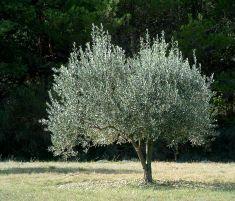  olive oil benefits Anayennisi Aromatics