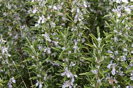 Rosemary essential oil - Rosemary in flower- Anayennisi Aromatics