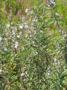 Rosemary essential oil - Rosemary flowers-Anayennisi Aromatics