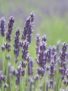 Pure Lavender Esssential Oil Anayennisi Aromatics Reference Guide
