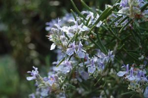 Rosemary essential oil - Flowering rosemary- Anayennisi Aromatics