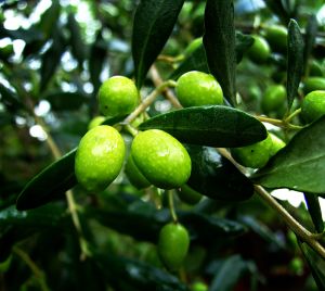 Olive oil benefits - Uses for Olive Oil