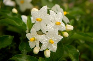 Jasmine flower picture -Anayennisi Aromatics Aromatherapy Essential Oils Guide - Jasmine