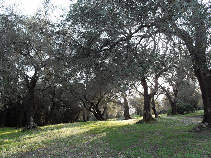 A walk through the olive groves - Anayennisi Aromatics