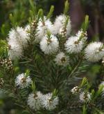 fluffyteatree