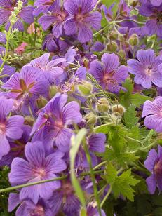 Geranium Essential Oil Anayennisi Aromatics Reference Guide