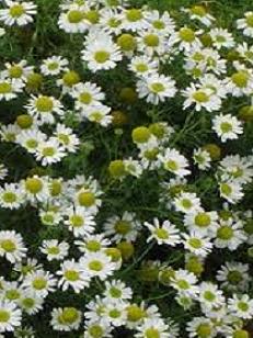 Chamomile Essential Oil Anayennisi Aromatics Reference Guide