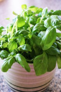  Basil essential oils - Anayennisi Aromatics