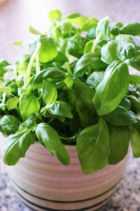  Basil essential oils - Anayennisi Aromatics