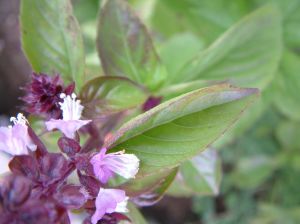 Basil essential oils -Flowering bush of basil.Anayennisi Aromatics