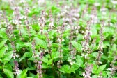 Basil Essential Oils - Flowering Basil Plant Anayennisi Aromatics