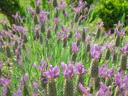 Lavender Oil Uses -  fabulous recipes for  Lavender Cakes  enjoying the benefits of lavender oil with your afternoon tea !