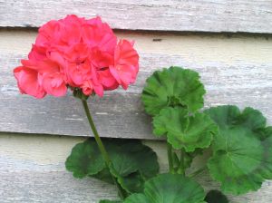 Geranium and Tea Tree Oil handmade soap 