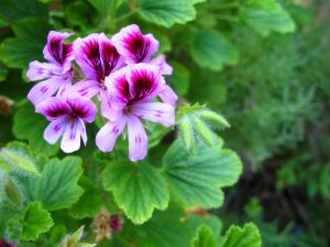 Soapmaking Instructions for Geranium, Patchouli and Orange Soap.