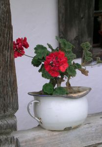 Geranium essential oil - Geranium in white pot- Anayennisi Aromatics.