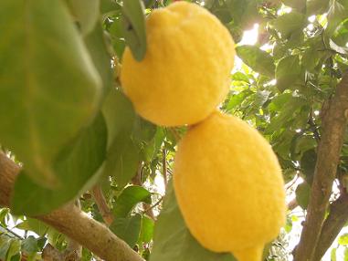 Anayennisi Aromatics Lemon Facts and the Benefits of lemons.