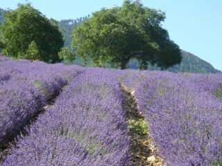 Homemade soap recipes - chamomile and lavender