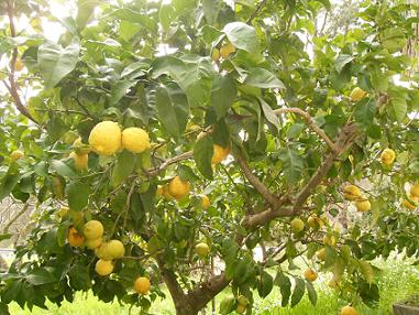 Anayennisi Aromatics Lemon Facts  and the benefits of lemon