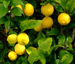 Homemade soap recipes - Lemon and Chamomile Soap.