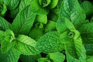 Anayennisi Aromatics Aromatherapy Essential Oils Guide - Peppermint