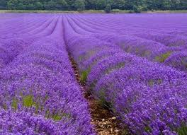 Lavender and Basil Soap - Homemade Soap Recipes.