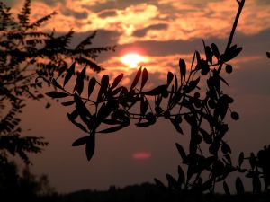  Lye soap Recipe- Anayennisi Aromatics