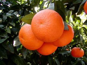 Homemade soap recipes - Sandalwood,geranium and orange soap.