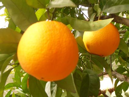 Oranges ggarden