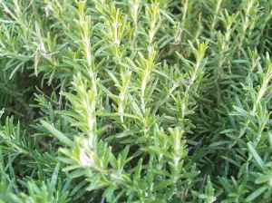 Rosemary essential oil - Rosemary bush - Anayennisi Aromatics