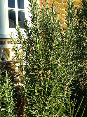 Rosemary Herb - Aromatherapy Essential oils Guide