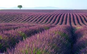  lavender rows