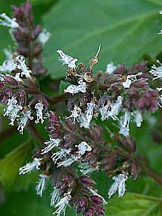 Patchouli plants - Anayennisi Aromatics Aromatherapy Essential Oils Guide - Patchouli Essential Oil