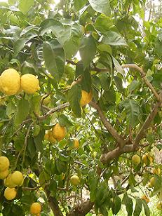 Anayennisi Aromatics-lemon facts and benefits of lemon