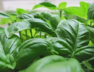  Basil essential oils Anayennisi Aromatics