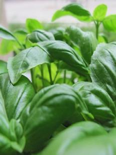 Basil Essential Oils Anayennisi Aromatics Reference Guide