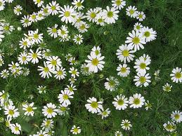 Homemade soap recipes- Chamomile, Calendula and lavender soap.