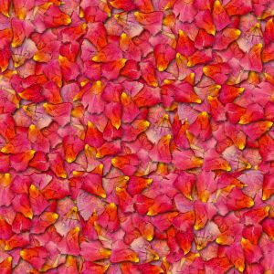 Homemade soap recipes - Rose and orange soap