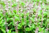 Basil Essential Oils - Flowering Basil Plant Anayennisi Aromatics