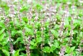 Homemade soap recipes - Basil and Mint Soap
