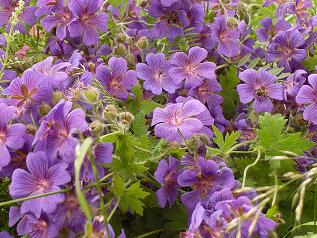 Tea Tree Oil and Geranium Homemade Soap Recipe