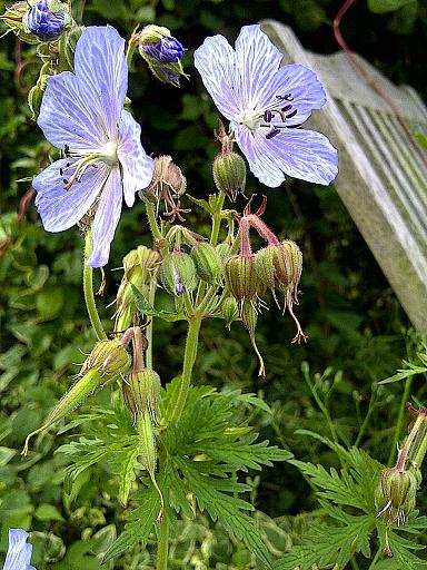 Geranium- Aromatherapy Essential Oils Guide.Recipes for Health and Beauty,Soaps and Candles,Olive Oil and Mediterranean Life. 