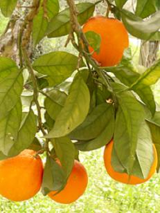 Anayennisi Aromatics Aromatherapy Essential Oil Guide - Orange Essential Oil