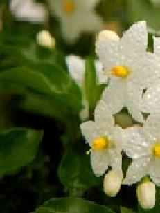 Jasmine Essential Oil Anayennisi Aromatics Reference Guide