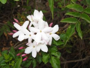 Jasmine flower picture - Anayennisi Aromatics Aromatherapy Essential Oils Guide - Jasmine