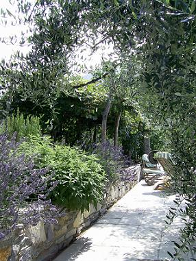 Olive trees and lavender -Anayennisi Aromatics
