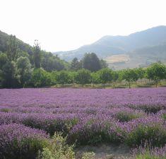 Anayennisi Aromatics Aromatherapy Essential Oils Guide - Lavender