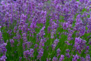 Anayennisoi Aromatics Essential Oil Guide-Lavender