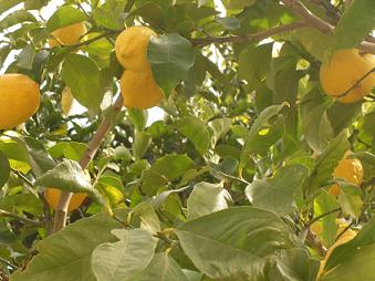 Anayennis Aromatics lemon facts and benefits of lemon